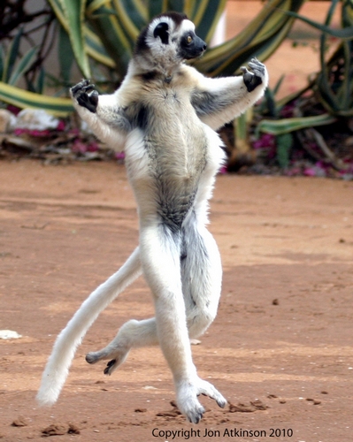 Verreaux Sifaka (Dancing Sifaka)